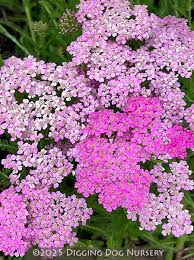 Attēlu rezultāti vaicājumam “Achillea millefolium”