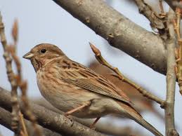 Image result for Emberiza leucocephalos
