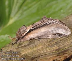 Attēlu rezultāti vaicājumam “Pheosia tremula”