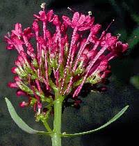 Attēlu rezultāti vaicājumam “Valerianaceae”