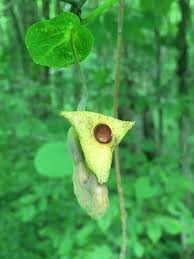Attēlu rezultāti vaicājumam “Aristolochia durior flower”