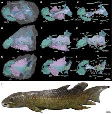 Attēlu rezultāti vaicājumam “Laccognathus panderi”