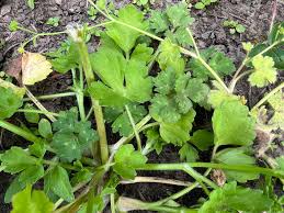Attēlu rezultāti vaicājumam “Ranunculus repens leaf”