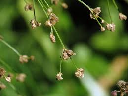 Attēlu rezultāti vaicājumam “Scirpus sylvaticus leaf”
