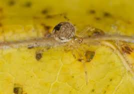 Attēlu rezultāti vaicājumam “Paidiscura pallens”