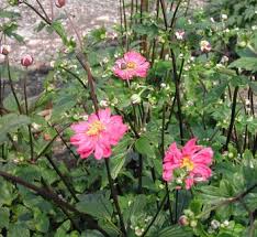 Attēlu rezultāti vaicājumam “Anemone x lipsiensis leaf”