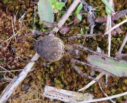 Attēlu rezultāti vaicājumam “Metellina merianae”