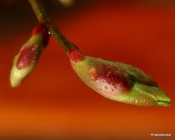 Attēlu rezultāti vaicājumam “Tilia cordata bud”