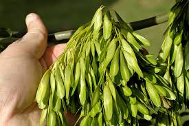 Attēlu rezultāti vaicājumam “Fraxinus excelsior fruit”