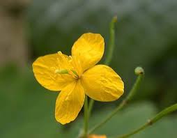 Image result for Chelidonium majus