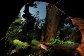 Attēlu rezultāti vaicājumam “Apodemus agrarius”