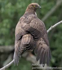 Attēlu rezultāti vaicājumam “Pernis apivorus”