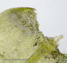 Attēlu rezultāti vaicājumam “Isothecium alopecuroides sporophyte”