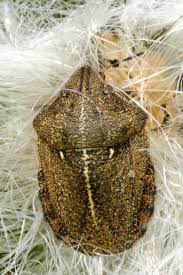 Attēlu rezultāti vaicājumam “Eurygaster testudinaria”