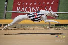 Image result for Reading Greyhound Track