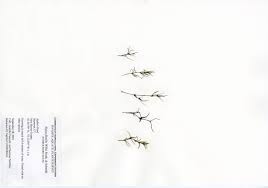 Attēlu rezultāti vaicājumam “Najas flexilis leaf”