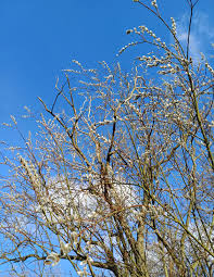 Attēlu rezultāti vaicājumam “Salix daphnoides subsp. acutifolia bud”