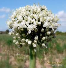 Attēlu rezultāti vaicājumam “Allium cepa flower”