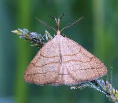 Attēlu rezultāti vaicājumam “Polypogon tentacularius”