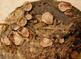 Attēlu rezultāti vaicājumam “Poronia punctata”