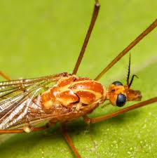 Attēlu rezultāti vaicājumam “Cribraria ferruginea macro”