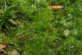 Attēlu rezultāti vaicājumam “Riccardia multifida”