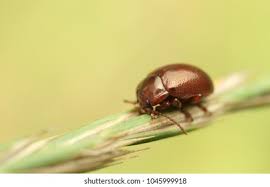 Attēlu rezultāti vaicājumam “Chrysolina staphylaea”