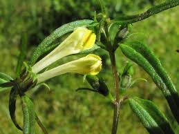 Attēlu rezultāti vaicājumam “Melampyrum pratense”