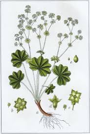 Image result for Alchemilla vulgaris
