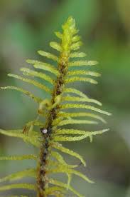 Attēlu rezultāti vaicājumam “Helodium blandowii sporophyte”