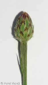 Attēlu rezultāti vaicājumam “Cyanus segetum”