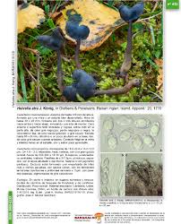 Attēlu rezultāti vaicājumam “Helvella atra”