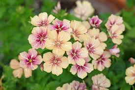 Image result for Phlox drummondii