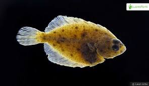 Image result for Platichthys flesus