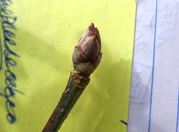 Attēlu rezultāti vaicājumam “Aesculus flava bud”