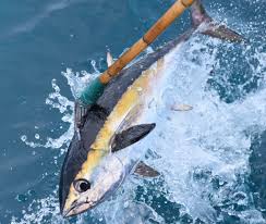 Image result for Thunnus atlanticus