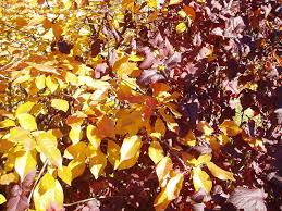 Attēlu rezultāti vaicājumam “Cerasus leaf”