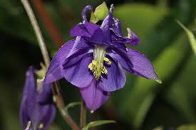 Image result for Akelei