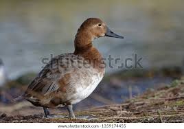 Image result for Aythya valisineria