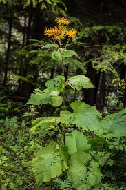 Attēlu rezultāti vaicājumam “Telekia speciosa leaf”