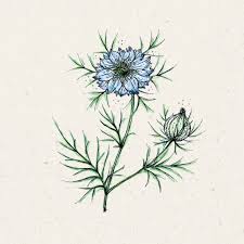 Image result for Nigella damascena