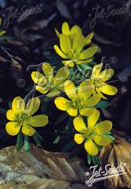 Attēlu rezultāti vaicājumam “Eranthis hyemalis”