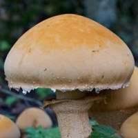 Attēlu rezultāti vaicājumam “Phaeolepiota aurea”