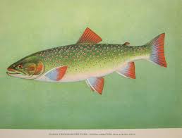 Image result for Salvelinus malma