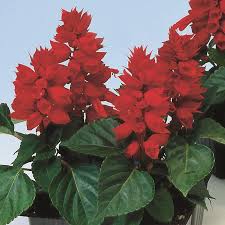 Image result for Salvia splendens