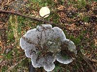 Attēlu rezultāti vaicājumam “Phellodon melaleucus”