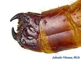 Attēlu rezultāti vaicājumam “Elateridae larva”