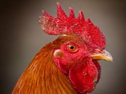 images?q=tbn:ANd9GcS64jTBeezovlIgJc9-uA5oIkSS2OsCNXk8sDy_QgvuzRAo2NZUwA