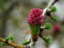 Attēlu rezultāti vaicājumam “Larix sibirica”