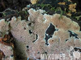 Attēlu rezultāti vaicājumam “Junghuhnia collabens”